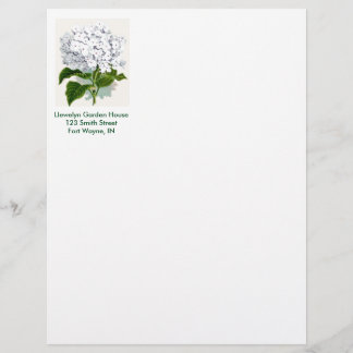 En-tête De Lettre Page botanique vintage - Hydrangée blanche