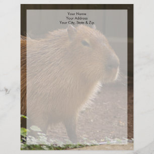 En-tête De Lettre Personnalisée Capybara