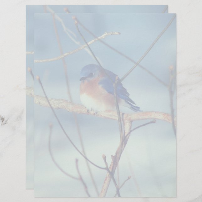En-tête De Lettre Winter Bluebird Nature (Devant / Derrière)