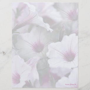 En-Tête Pétunias Blanc Et Rose Doux