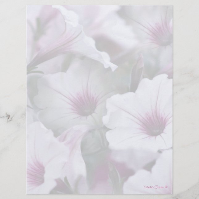En-Tête Pétunias Blanc Et Rose Doux (Devant)