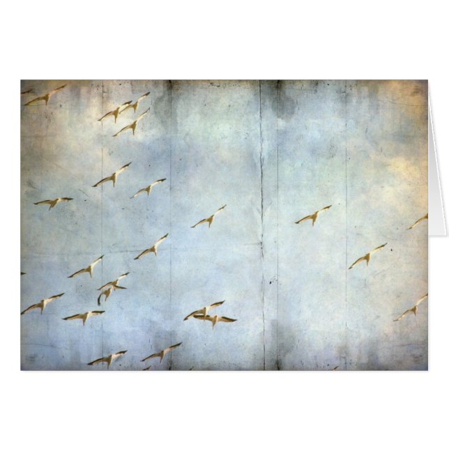 En vol (Devant horizontal)