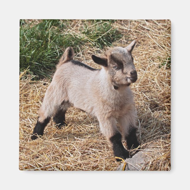 Enfant Mignon Aimant (Devant)