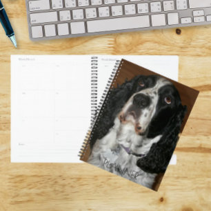 English Springer Spaniel Pet Photo