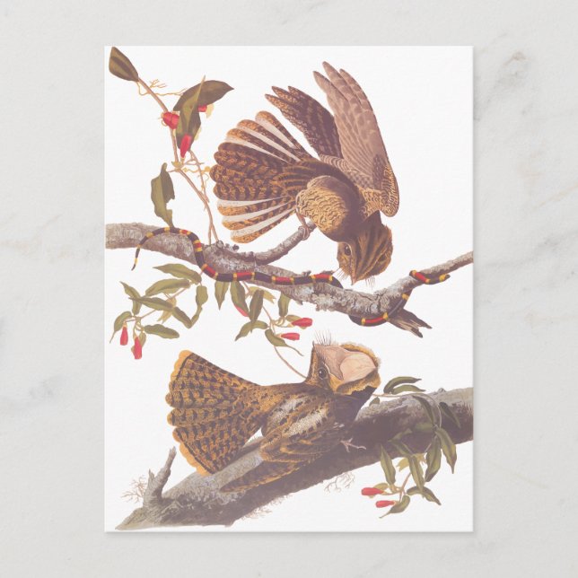 Engoulevent de Chuck Will's Veuve Carte Postale (Devant)