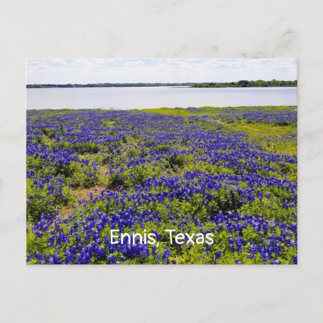 Ennis Bluebonnets par carte postale Lac Bardwell (Devant)