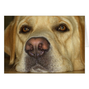 Ennui - Jaune mignon Labrador