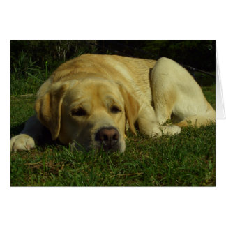Ennui - Labrador en herbe verte