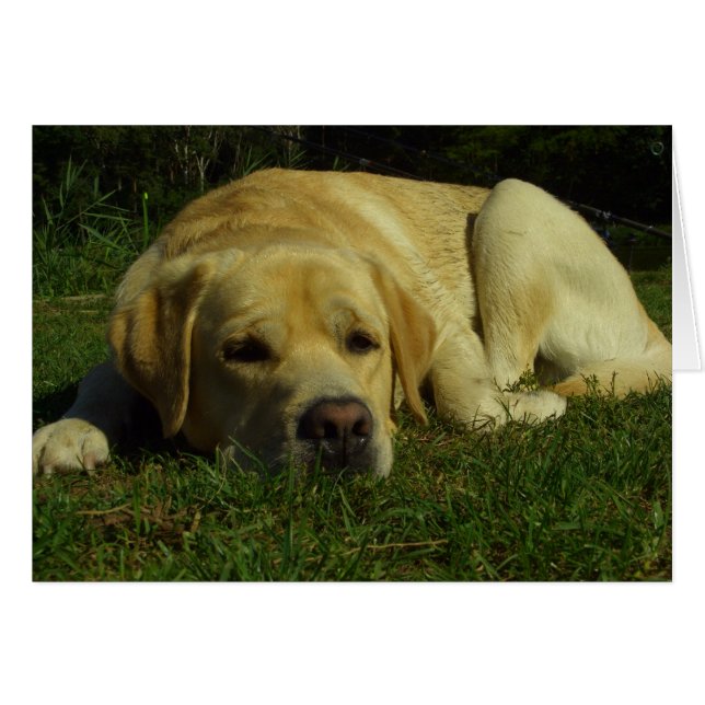 Ennui - Labrador en herbe verte (Devant horizontal)