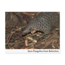 Enregistrer les pangolins de la carte postale d'ex