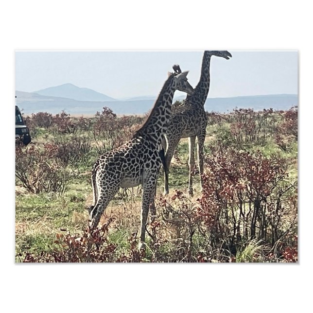 Ensemble à travers la savane – Photo de deux giraf (Devant)