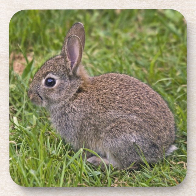 Ensemble de 6 dessous de verre Bébé Lapin (Devant)