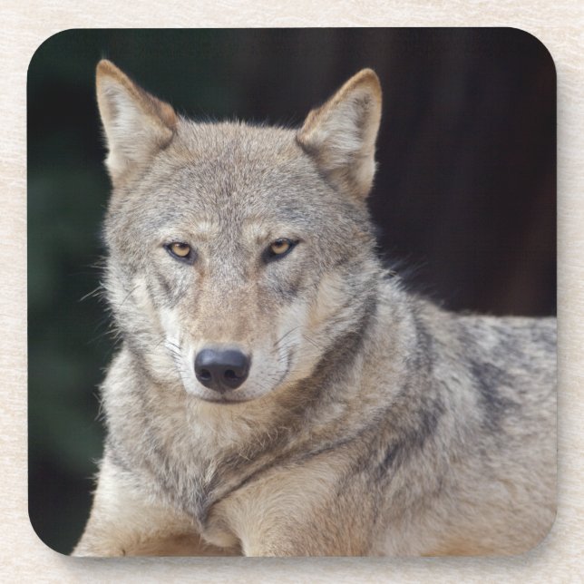 Ensemble de 6 dessous de verre Grey Wolf (Devant)
