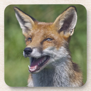 Ensemble de 6 dessous de verre Renard Sourire