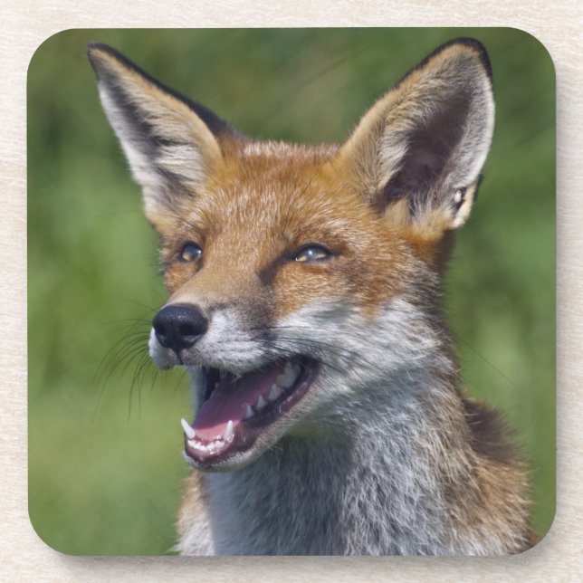 Ensemble de 6 dessous de verre Renard Sourire (Devant)