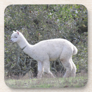 Ensemble de dessous de verre - Alpaca blanc