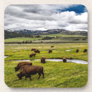 Ensemble de Dessous de verre de Buffalo de Yellows