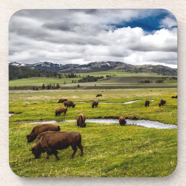 Ensemble de Dessous de verre de Buffalo de Yellows (Devant)