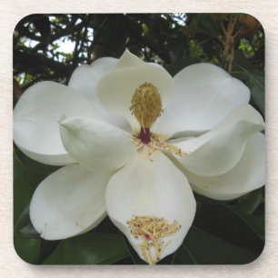Ensemble de dessous de verre de fleur de magnolia