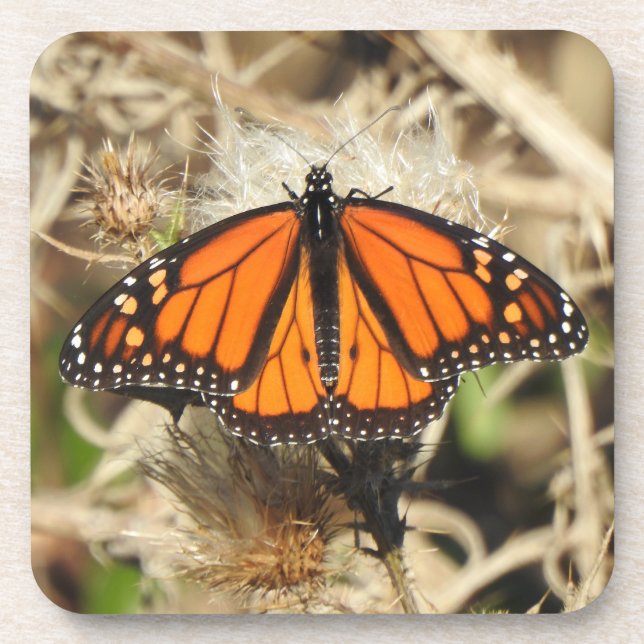 Ensemble de dessous de verre fauniques, papillon M (Devant)