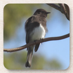 Ensemble de dessous de verre - Flycatcher Gros pla
