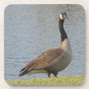 Ensemble de Dessous de verre Goose By Pond