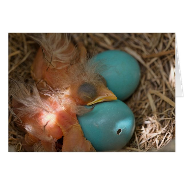 Entre frères (Devant horizontal)