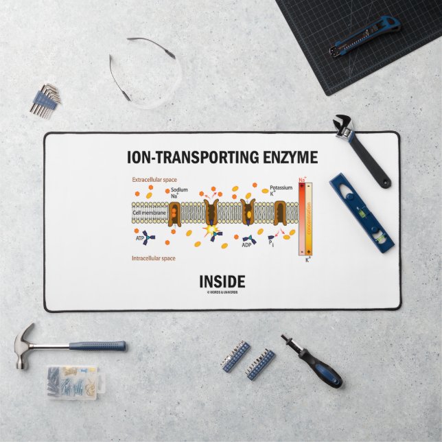 Enzyme transportant de l'Ion dans le transport act (Poste de travail)