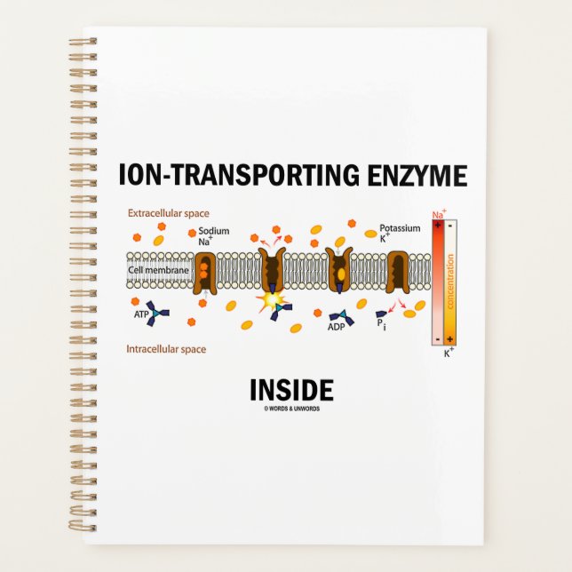 Enzyme transportant de l'Ion dans le transport act (Devant)