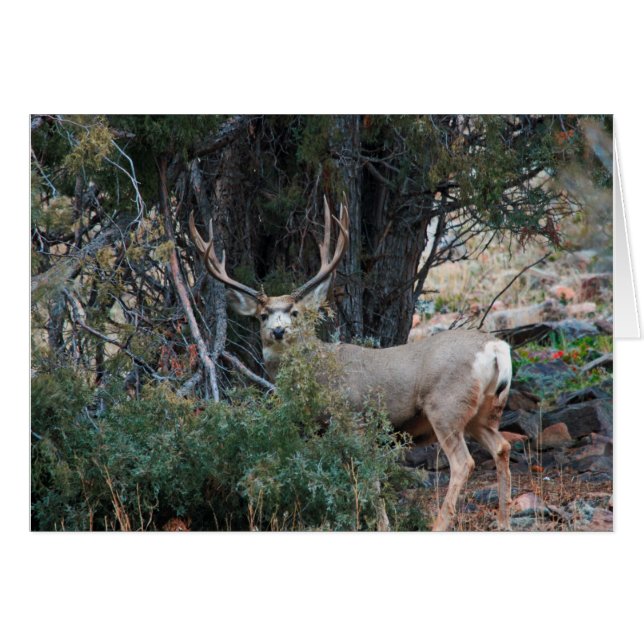 Éperon de cerf de Mule (Devant horizontal)
