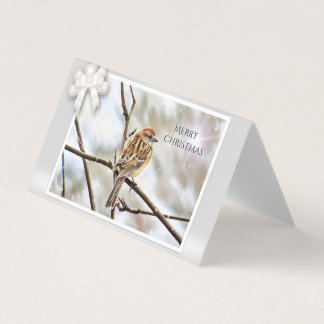 Épervier sur une branche - Joyeux Noël