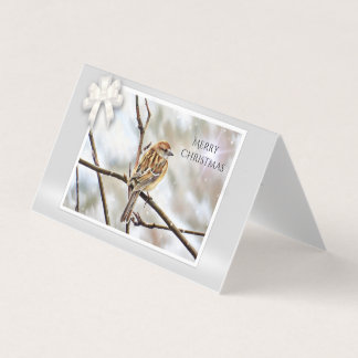 Épervier sur une branche - Joyeux Noël