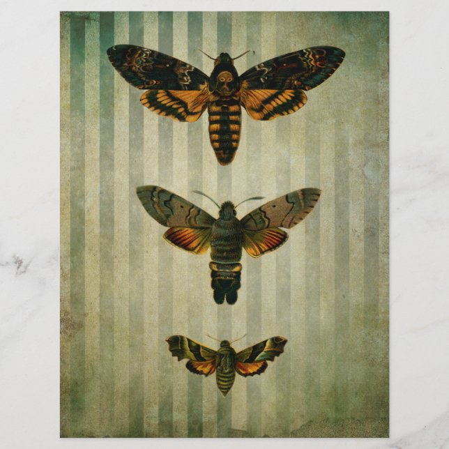 Ephémère Vintage des papillons Hawk Moths (Devant)