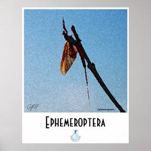Ephemeroptera - affiche