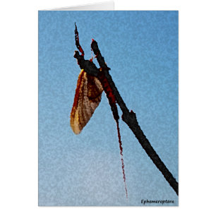 Ephemeroptera - carte