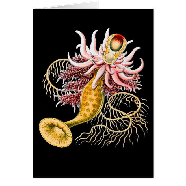 Epibulia (Devant)