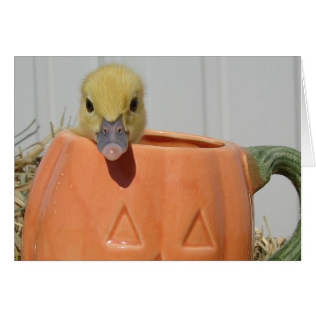 Épice citrouille (Devant horizontal)