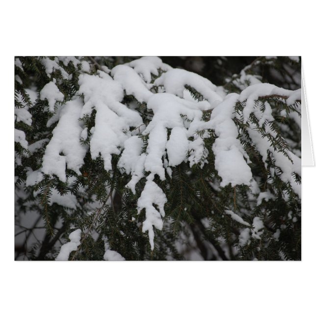 Épicéa (Devant horizontal)