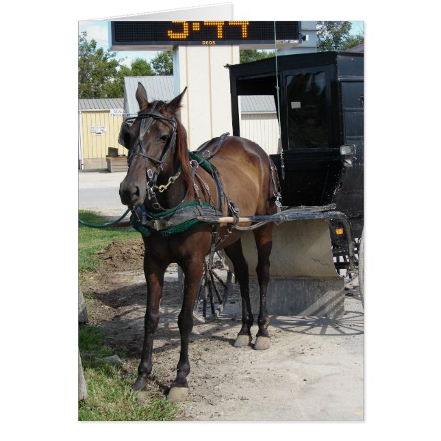 Épicerie Amish cheval et buggy (Devant)