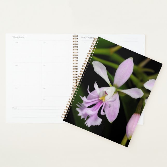 Epidendrum caligarium (Devant avec enveloppe)