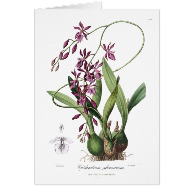 Epidendrum Phœniceum (Devant)