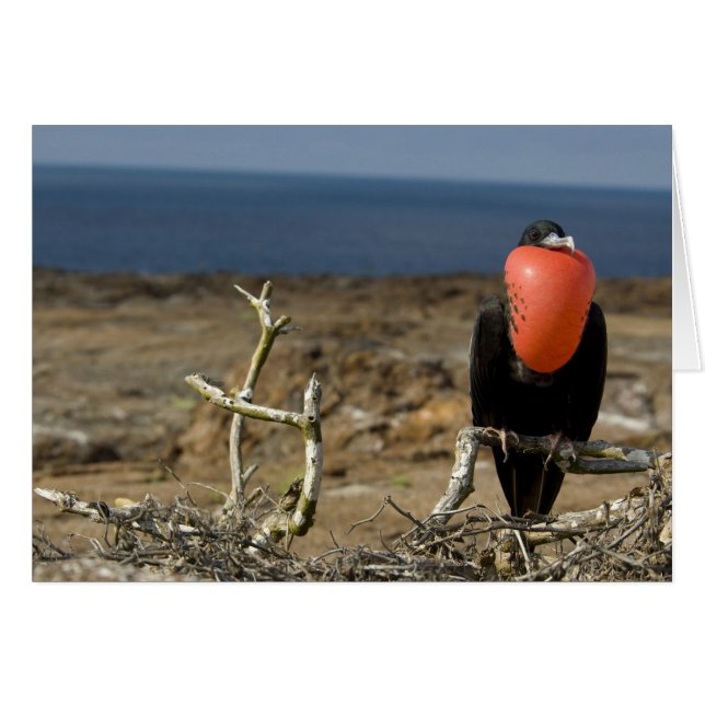 Équateur, Galapagos, Île Genovesa. Prince (Devant horizontal)
