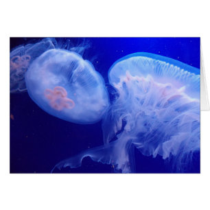 Équilibre de gelée