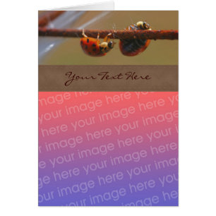 Équilibrer Ladybugs Nature Votre Photo