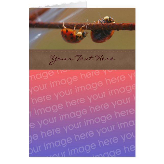 Équilibrer Ladybugs Nature Votre Photo (Devant)