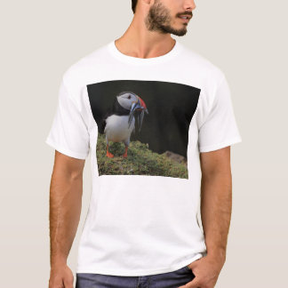 Équille et T-shirt de macareux