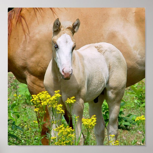 Equine Art Poster Print (Devant)