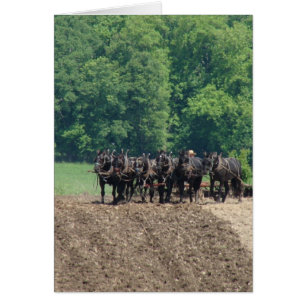 Équipe à six chevaux