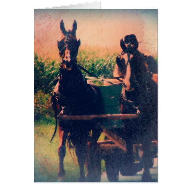 Équipe d'Amish Horse (Devant)