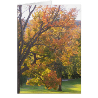 Érable à sucre octobre